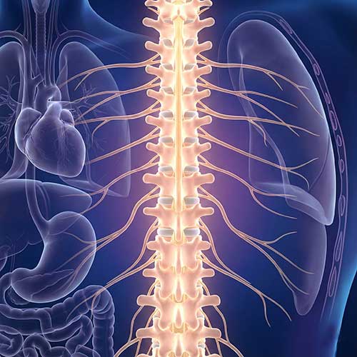 Illustration showing the connection between the spine and the nervous system.